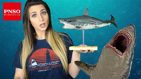 Incredibly Accurate Megalodon Model By Pnso Review Youtube