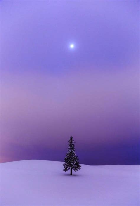 Snow Covered Tree In Middle Of Snow Covered Ground And Purple Sky