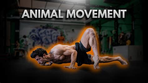 Animal Movements Session Youtube