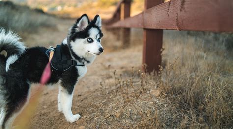 Helping people find happy, healthy pomskies to spoil and love forever! Pomeranian Siberian Husky Mix: Pomsky Puppy Prices & More
