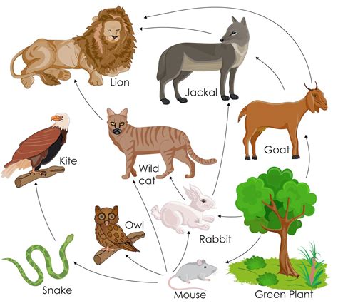 Food Webs In An Ecosystem Science Games Legends Of Learning