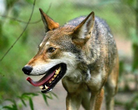 Red Wolf Wallpapers Images Photos Pictures Backgrounds