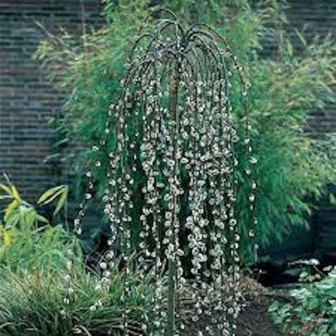 The willow is a type of above ground tree that is found only near rivers, pools or other water. SALIX CAPREA PENDULA - KILMARNOCK DWARF WEEPING WILLOW ...