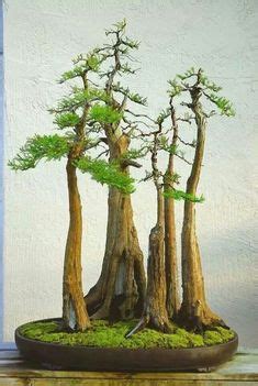 450 Art of Bonsai ideas | bonsai, bonsai tree, bonsai garden