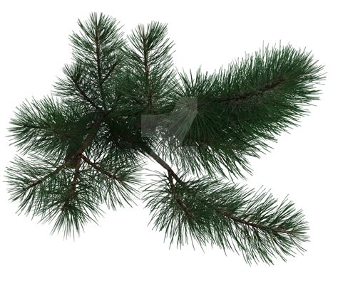 Pine Tree Branch 2 Png Overlay By Lewis4721 On Deviantart