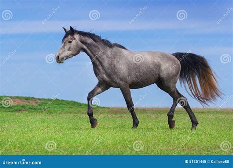 Grey Horse In Motion Stock Image Image Of Mammal Equine 51301465