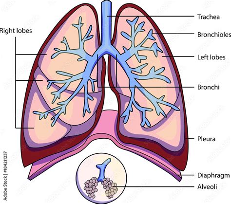The Structure Of A Lung With Labeled Parts Biology Vector Illustration Stock Vektorgrafik