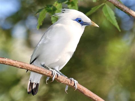 20 Beautiful Birds In Indonesia To Marvel At Sonoma Birding