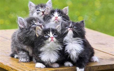 Four Cute Little Cats On A Table All Best Desktop Wallpapers