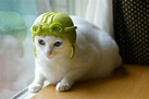 創意柚子帽！香港插畫家Emily巧思讓愛貓逗趣上身