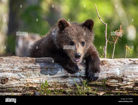 Wild Brown Bear Cub Close Up Brown Bear Cub Baby Sitting On Belly On