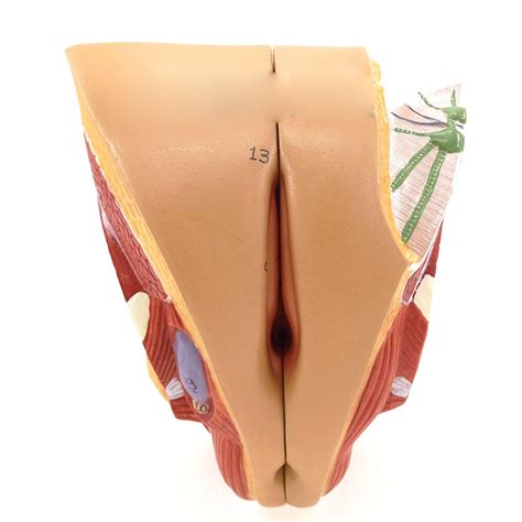 Pin en Anatomía médica Hot Sex Picture