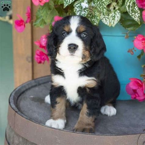 Find the perfect bernese mountain dog puppy for sale at puppyfind.com. 45+ Mini Bernese Mountain Dog Puppies For Sale Near Me in ...