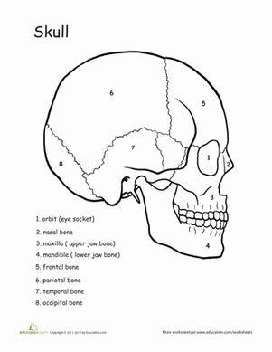 Skull anatomy coloring pages skull coloring pages anatomy. Awesome Anatomy: Skull Science | Worksheet | Education.com