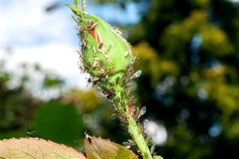 Homemade Aphid Spray Recipes Thriftyfun