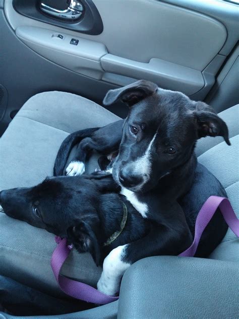 Furever Friends Rescue Reviews and Ratings | Gilbert, AZ | Donate