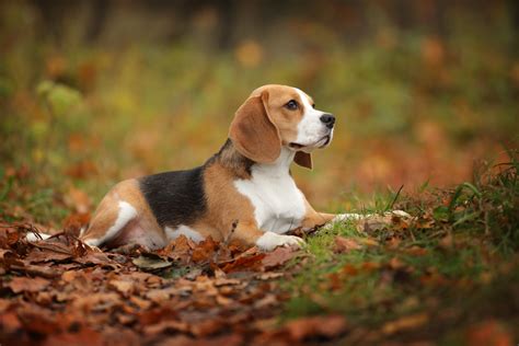 Beagle Breed Guide Pet Insurance Review