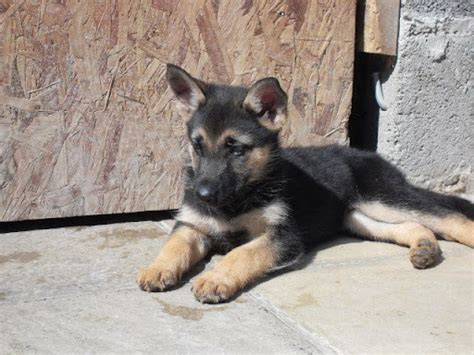 German Shepherd Puppies At 3 Months Old Pets Lovers