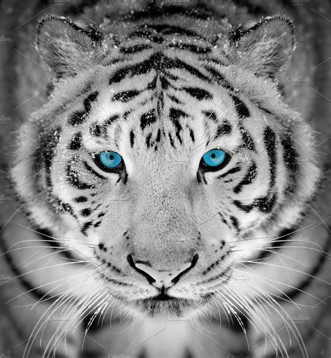 √ White Tiger With Blue Eyes Wallpaper