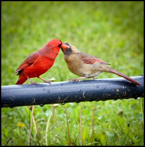 A Little Piece Of Me Male Cardinal Feeding Female
