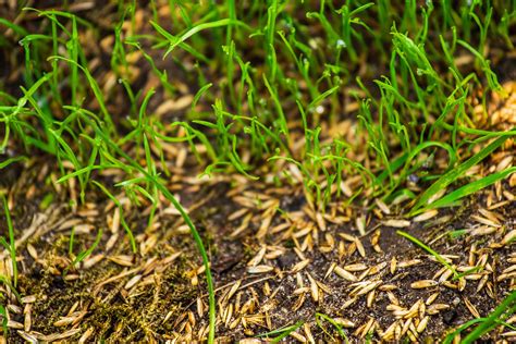 The 8 Best Grass Seed Of 2021