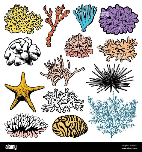 Underwater Corals Polyps Sea Urchins And Starfish Vector Icons