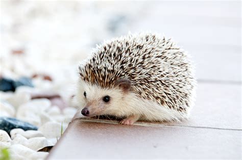 Cutest Hedgehog Raww