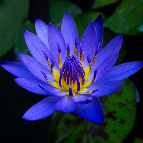 Real Blue Water Lily Flower Ubicaciondepersonascdmxgobmx