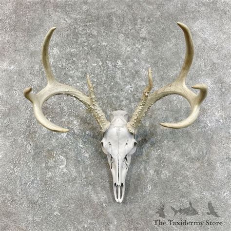 Whitetail Deer Skull European Mount For Sale 25832 The Taxidermy Store
