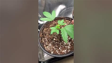How To Train Cannabis Plants Day 3 After Topping Youtube