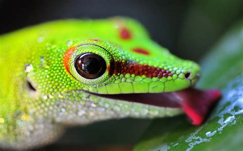 Close Up Photo Of Green Lizard Hd Wallpaper Wallpaper Flare