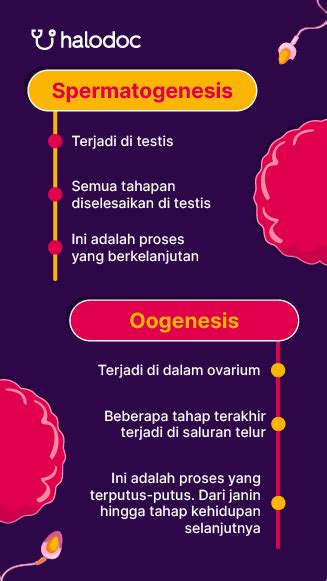 Wajib Tahu Ini Perbedaan Spermatogenesis Dan Oogenesis
