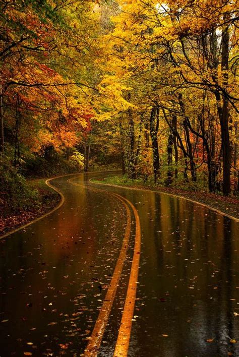 Download Autumn And Rainy Path Autumn Hd Wallpapers For Your Mobile