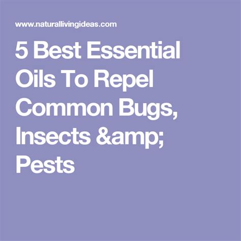 5 Best Essential Oils To Repel Common Bugs Insects And Pests Best Essential Oils Essential