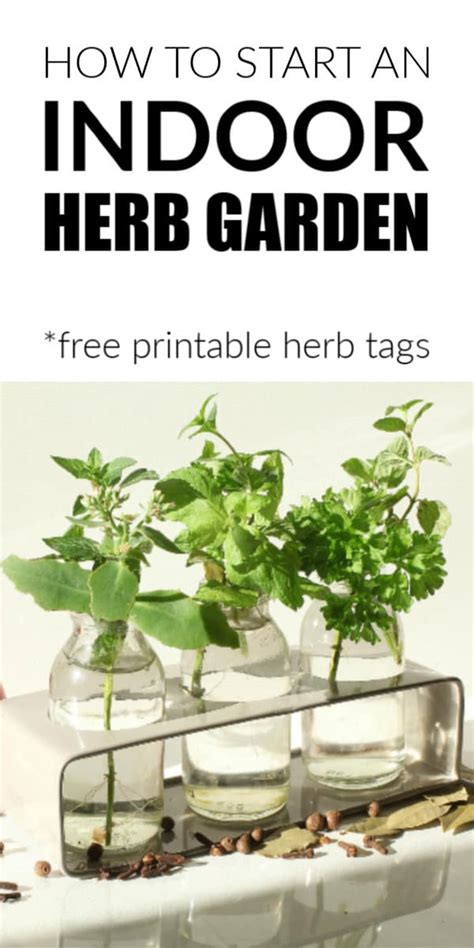 How To Start An Indoor Herb Garden Mommy Moment