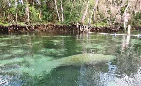 Crystal River Manatees See Manatees Even Swim With Them Florida Rambler