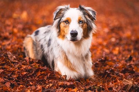 Pet Photography Tips Get Your Dog To Look At The Camera Pretty Fluffy