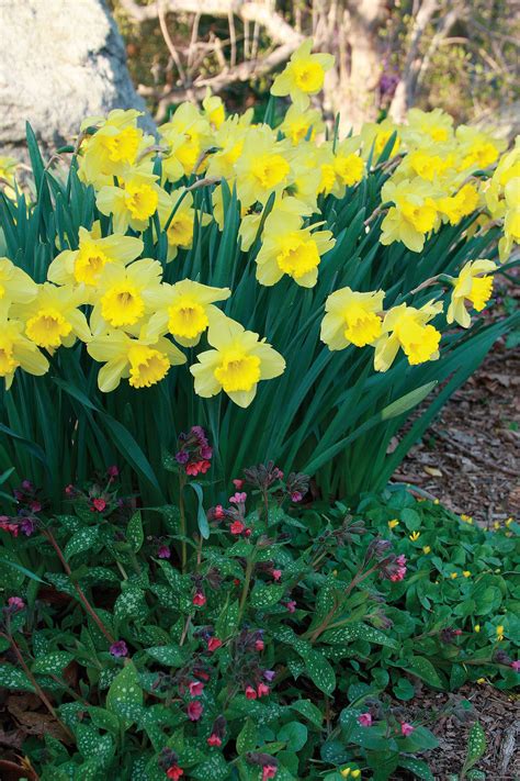 12 Spring Bulb Designs to Plant Now | Spring plants, Spring bulbs, Spring flowering trees