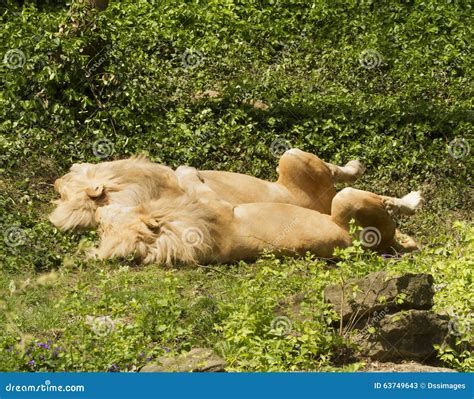 Two Sleeping Lions Stock Photo Image 63749643