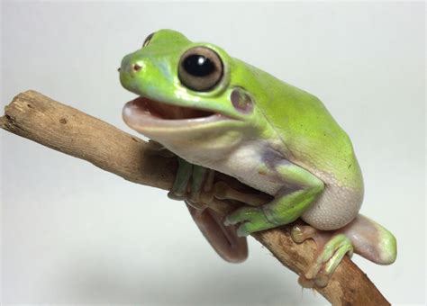 Keeping the Green Tree Frog as a pet | Petmart Pte Ltd