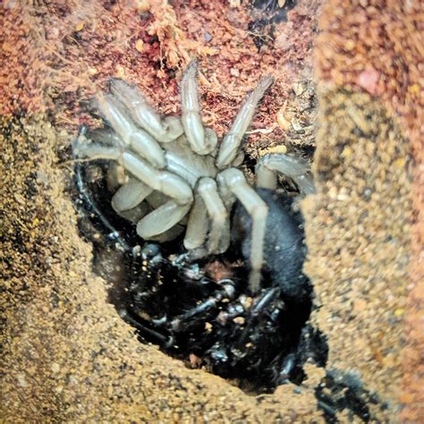 The sydney funnel web spider (atrax robustus) is widely regarded as the most dangerous spider in australia, if not the world. Sydney Funnel-web spider fresh out of her exoskeleton ...