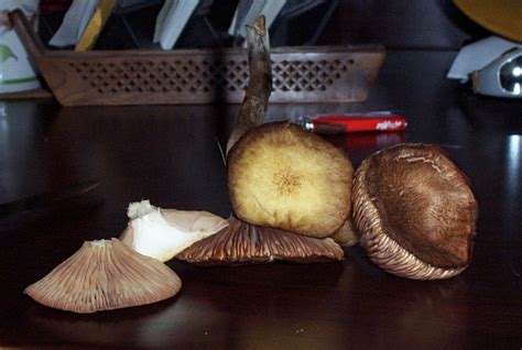 Cluster Of Mushrooms Found In Local Yard Mushroom