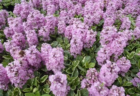 Ajuga Reptans Pink Lightning Bugle Rampant Plantes Shopping