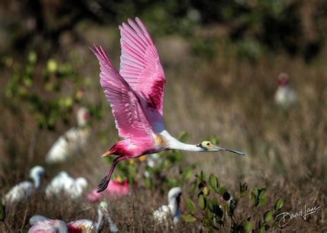 Roseate Spoonbill Flying Photograph By David A Lane
