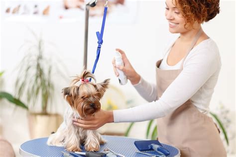 How Much Can You Earn Being A Dog Groomer