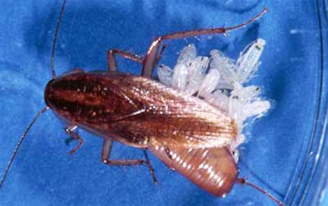 german cockroach blattella germanica linnaeus
