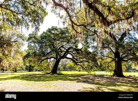 Old Southern Live Oak Trees In New Orleans Audubon Park On Sunny Spring