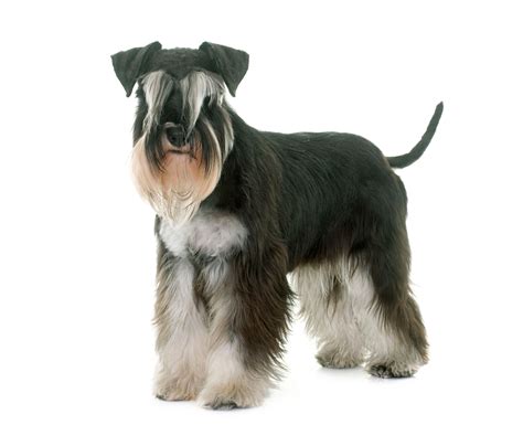 Dog Breeds With Beards The Smart Dog Guide