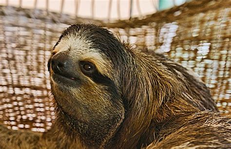 How Buttercup The Sloth Became A Brand Ambassador For American Apparel