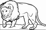 Lion Coloring Printable Male Colouring Drawing Sheet Crown Colorings Getcolorings Getdrawings Cub Realistic sketch template